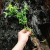 Aquário verde paisagismo original ecológico hidropônico baía de água planta verde interna aquática 1 planta planta pessoa preguiçosa toco velho água e terra