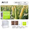 Crecimiento de Plantas, Germinación, Sistema Radicular y Caja de Observación de Venas, Juguetes para Experimentos Científicos para Estudiantes, Set de Plantas Pequeñas en Maceta para Niños