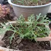 Virutas de Madera para Aflojar la Tierra de Macetas, Virutas de Madera de Caucho, Se Pueden Usar en Macetas de Verduras y Macetas de Flores, Virutas de Madera para Jardinería