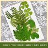 Flores Secas Transfronteiriças Estampagem Atacado Jardim de Infância Feito à Mão Adesivos de Folhas Reais DIY Foto Decoração de Rosto Espécimes de Plantas