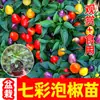 Mudas Coloridas de Pimenta em Vaso São Comestíveis e Ornamentais, Mudas de Pimenta Coloridas e Levemente Picantes São de Alta Produtividade e Podem Ser Plantadas em Massa por Pessoas Preguiçosas em Todas as Estações