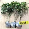 Muda de Camélia em Vaso com Botões, Flor Vermelha Fragrante de Cinco Cores, Planta de Flor Fácil de Cultivar para Interior, Varanda, Pátio, para Todas as Estações
