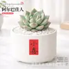 Plantas Suculentas de Interior, Cactos Pequenos em Vasos, Flores, Plantas Verdes, Escritório, Jardim de Infância, Mesa, Suculentas Tipo Cacto