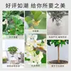 Plántulas en maceta que florecen en todas las estaciones, Plantas de jardín fragantes, Árboles grandes, Flores doradas, Flores de interior y Plantas verdes