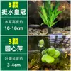 Cuenco de Loto de una Hoja Flor Acuática de Loto Planta Hidropónica Balcón Interior Floración Cuatro Estaciones Acuario con Maceta Loto Flotante