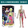 Ventas Directas de Fábrica Modelo del Cuerpo Humano Juguetes para Niños Ciencia Cognitiva Stem Rompecabezas Educativo Ensamblaje de Órganos Estructura Ósea del Esqueleto