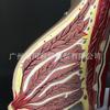 Modelo de Anatomia da Mama de Mulheres Lactantes Peito Humano Estrutura da Anatomia da Mama Ensino Ginecológico Espécime de Ensino