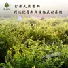 El primer rocío puro de madreselva saturado sin aceite extracto de madreselva solución madre vegetal flores destilación en olla de cobre venta al por mayor