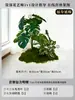 Musgo para Paisajismo de Plantas Verdes Plantas Artificiales Decoración Flores Artificiales Combinación Tropical para Interiores Paisaje de Ventana Persa Arreglo de Césped
