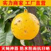 Hebang Jardín Trampa para Moscas Bola Mosca de la Fruta Árbol de Cítricos Insecto a Prueba Trampa para Moscas Bola Grande Trampa para Drosophila Bola Gusano Pegajoso