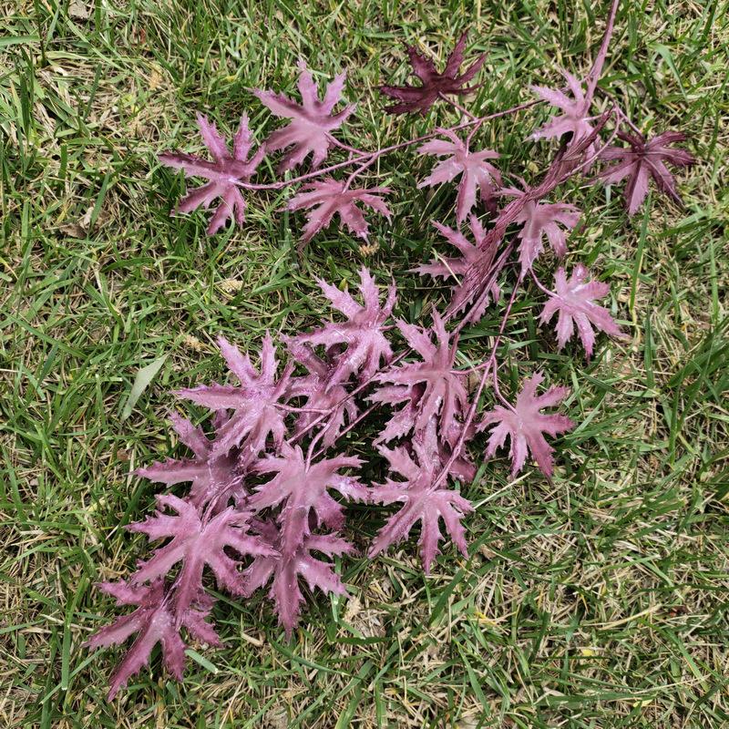 酒红色