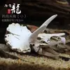 Acuario Tanque de Peces Paisajismo Joyería Palacio del Escorpión Araña Guardiana Lagarto Serpiente Pitón Cráneo Hueso Casa de Cría para Evitar el Terror