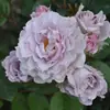 Plántulas de Flor Rosa de Flujo Transparente de una Pieza para Envío Directo Arbustos en Maceta Plantas y Flores de Jardín para Patio Terraza Floración Multitemporada