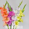 Bulbos de Gladíolo, sementes, flores de corte de Gladíolo, plantas de jardim para interior e exterior, Acanthopanax, plantas resistentes para todas as estações, flores perenes