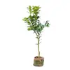 Plantones de Pomelo Naranja Dulce para Venta por Dropshipping, para Plantar en Macetas en el Norte y Sur, Plantación en Patio, Plantones de Cítricos Naranja Dulce sin Semillas Injertados