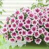 Semillas de Petunia Colgante Importadas, Plantas de Maceta de Petunia Colgante Fáciles de Cultivar, Semillas de Flores para Todas las Estaciones, Tasa de Germinación 80%