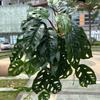2025 Pendente de Parede de Plantas Verdes Estilo Floresta Toque Realista 3D Folhas de Begônia Folhas de Taro Folhas de Monstera Jardim Pendurado Decoração Suave Flores Artificiais