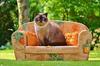 Acessórios para Pets Colar Gato Ragdoll Coleira para Cachorro Coleira Tag de Cachorro com Strass Corrente Cubana Metal Gato Colar com Strass