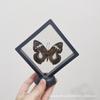 Especímenes de mariposas verdaderas han extendido sus alas enseñanza de insectos suspensión de película pe transparente adornos pequeños en caja decoración fotográfica regalos