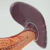 Modelo de Pâncreas, Baço, Vesícula Biliar, Duodeno, Fígado e Vesícula Biliar, Modelo de Anatomia de Órgãos Humanos do Pâncreas, Display Popular de Ciência para Ensino