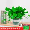 Rábano Verde Maceta Interior Hogar Correa Absorbente de Agua Oficina Casa Nueva Elimina Plantas Verdes Cesta Verde Grande Plantas Interior Absorción de Formaldehído