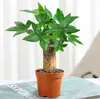 Árvore da Fortuna Pequena em Vaso, Planta Verde para Escritório, Rabanete Verde, Samambaia Aspargo, Árvore Hidropônica para Cultivo