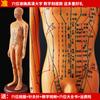 50cm super claro Meridian homem e mulher modelo do corpo humano corpo humano modelo Meridian medicina chinesa bronze modelo de ponto de acupuntura
