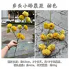 Transfronterizo Nuevo Producto Panal Artificial Fruta Múltiples Cabezas Pequeña Fruta Panal Pasillo de Boda de Mano Decoración Suave para el Hogar Flores Artificiales Venta al por Mayor