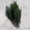 Pacote de Material DIY Feito à Mão Pequeno Buquê Flores Preservadas Flores Secas Decoração de Sala de Estar Ornamento Adereços de Casamento Lembrança para Fotos