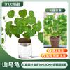 Mountain Turtle Hidropônico Trepadeira Planta Verde Floral Fácil de Alimentar Vasos Plantas de Interior Trepadeira Vermelha Folha Redonda Base Folhagem Cabelo Liso