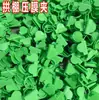 100 Clips de Soporte de Arco de Invernadero de Doble Cabeza Nuevos para Uso Agrícola, Clips para Película, Clips para Varillas y Clips de Unión para Ramas de Vidrio