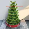 Plantas de Bambú Cultivadas en Agua que Simbolizan Prosperidad y Crecimiento Continuo, Fáciles de Cuidar, Traen Buena Suerte y Fortuna, Adecuadas para Oficina, Inauguración de Casa o como Regalo