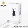 Artesanías de especímenes, insectos reales, escarabajo ciervo, escorpión, escarabajo, araña, regalos de enseñanza de ciencias biológicas, adornos de resina