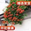 Muda de Cipó-trombeta resistente ao frio planta trepadeira floresce nas quatro estações boa planta verde jardim de vasos varanda flor guarda-canhão muda grande