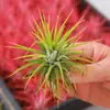 Planta de Aire, Sin Tierra, Planta Verde de Bajo Mantenimiento para Escritorio de Interior, Purifica el Aire, Absorbe Formaldehído, Fácil de Cuidar, Pequeño Adorno en Maceta