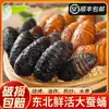 Envío gratis de SF Express: Crisálidas de gusano de seda tussah especialidad del noreste, crisálidas grandes de gusano de seda negras y amarillas frescas vivas, crisálidas grandes del noreste, crisálidas de cigarra 500g