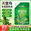 Solución Especial de Nutrientes Ave del Paraíso Borde de Hoja Enroscado Pudrición de Raíz No Requiere Dilución Solución de Nutrientes Específica para Plantas Solución de Nutrientes para Potos