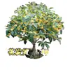 Plántulas en maceta que florecen en todas las estaciones, Plantas de jardín fragantes, Árboles grandes, Flores doradas, Flores de interior y Plantas verdes