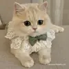 Bufanda para Gato, Pajarita, Collar para Mascota, Babero, Toalla para Saliva, Bufanda Tejida, Bufanda, Perro Lindo para Foto