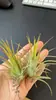 Suministrado Directamente por el Fabricante, Enviado desde la Base, Plantas Aéreas, Plantas Sin Tierra y Varias Combinaciones de Plantas