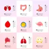 50 Lindas Pegatinas de Órganos Humanos Anatomía Dibujos Animados Transfronterizos Órganos Humanos Niños Educación Temprana Ideas de Pegatinas