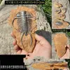 Trilobite paleobiológico, fósil auténtico, caja decorativa para reptiles, paisaje desértico, tabú, melena húmeda, adornos de reptil león