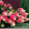 Base Wholesale Vainilla Fresa Hortensia Paniculus Plántula Flor Cortada Maceta Lima Lámpara Vitalidad Lima Resistente al Calor Resistente al Frío