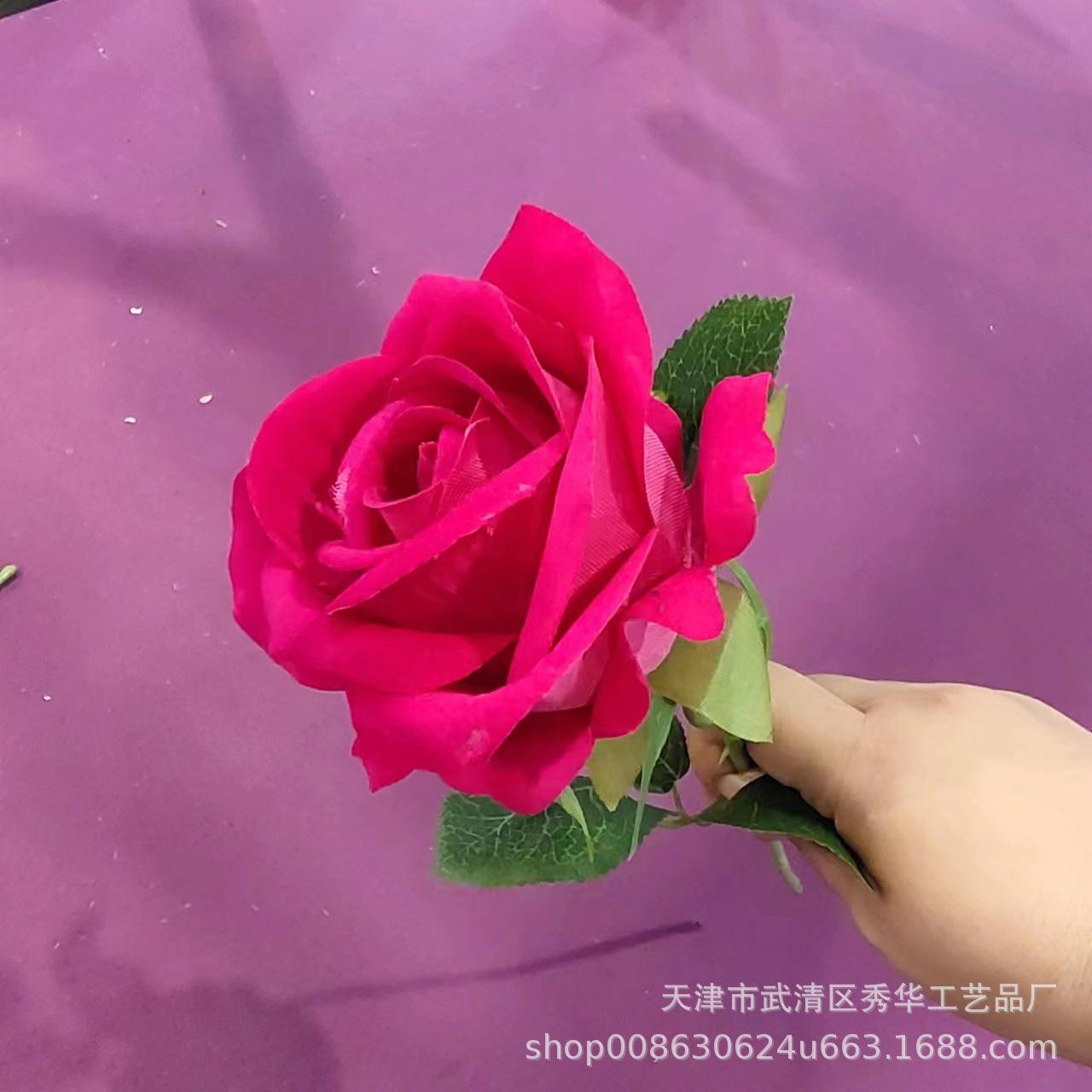 杨玉刚玫瑰玫红色