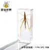 Especímenes de Insectos Artesanales Jingling: Escarabajo, Escorpión, Mantis, Araña - Educación en Ciencias Biológicas, Regalos de Nicho, Adornos de Resina
