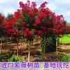 Plántulas de Azufaifo para Patio, Plantas en Maceta Cohete Rojo Americano, Flores para Patio de Villa, Plantas Verdes, Flores de Azufaifo en Maceta para Cuatro Estaciones