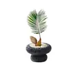 Planta Bebé de Palo Hierro en Maceta, una Herramienta de Escritorio para Aliviar el Estrés para Trabajadores, Fácil de Cultivar Hidropónicamente, Planta Pequeña Verde Tolerante a la Sombra para Baños