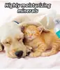 SPRAY DESODORIZANTE PARA MASCOTAS PARA TODOS LOS GATOS Y PERROS