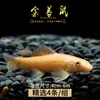 Guppies de Raça Pura, Peixes Ornamentais de Água Doce Pequenos, Peixes Tropicais Fáceis de Criar, Peixes Vivos, Peixes Limpadores, Kinguios Zebra, Peixes Pequenos, Alevinos