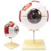 Modelo de ojo humano, instrumento de enseñanza biológica, simulación, diseño desmontable.